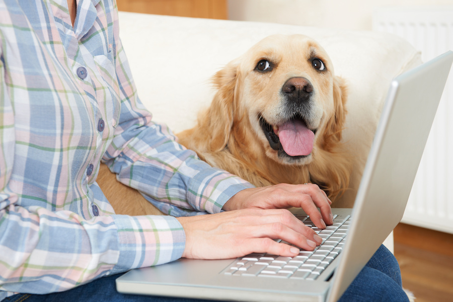 Comparing Pet Insurance