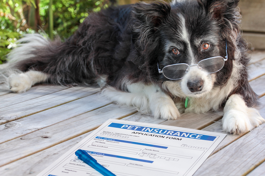 How much is pet insurance?